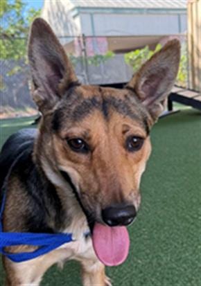 Photo of Camille, adoptable German Shepherd Dog in Woodland, California