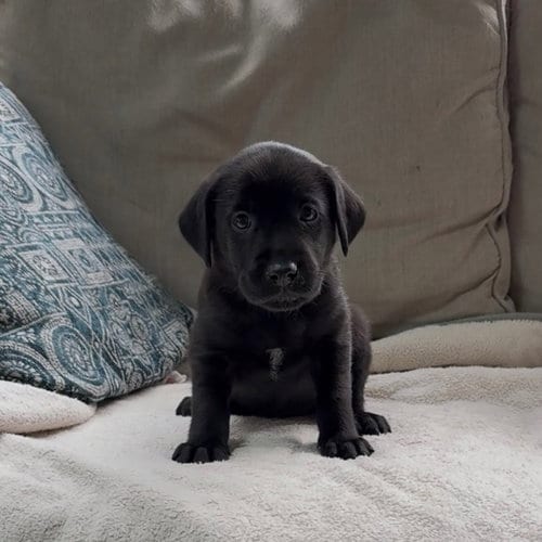 Photo of Princess Pup Cinderella, adoptable Labrador Retriever in Chantilly, Virginia