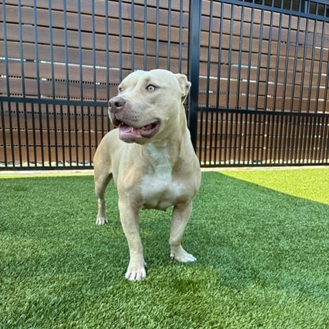 Photo of Baby Girl, adoptable Terrier, Pit Bull in Spartanburg, South Carolina