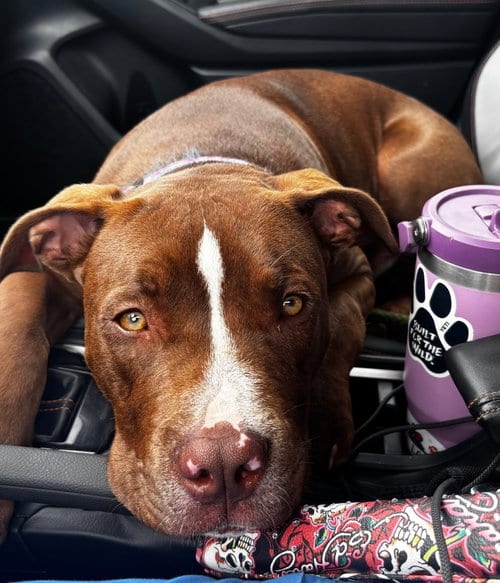 Photo of Hank, adoptable American Bulldog in Burnsville, North Carolina