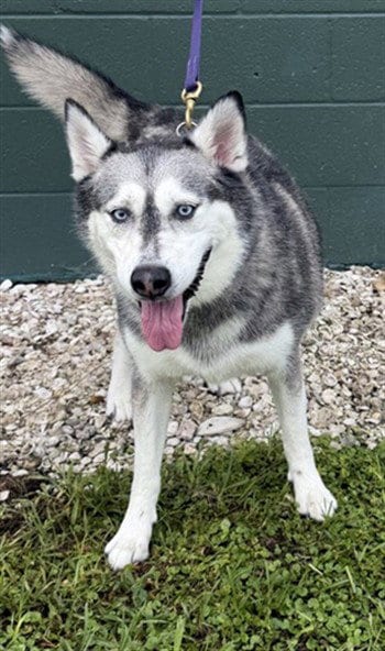 Photo of Cece, adoptable Siberian Husky in Naples, Florida