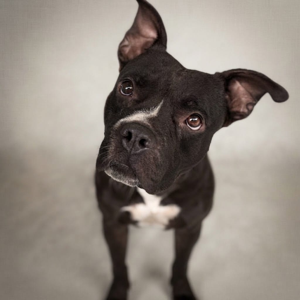 Photo of Junior 26-09-033, adoptable Bulldog, American in Bastrop, Texas