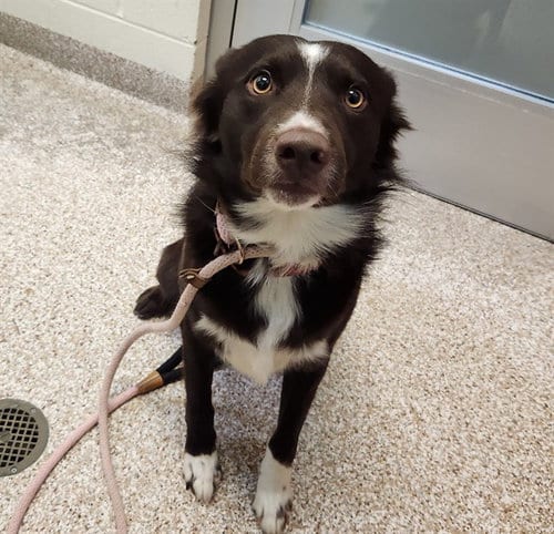 Photo of Gordon, adoptable Border Collie in Pueblo, Colorado