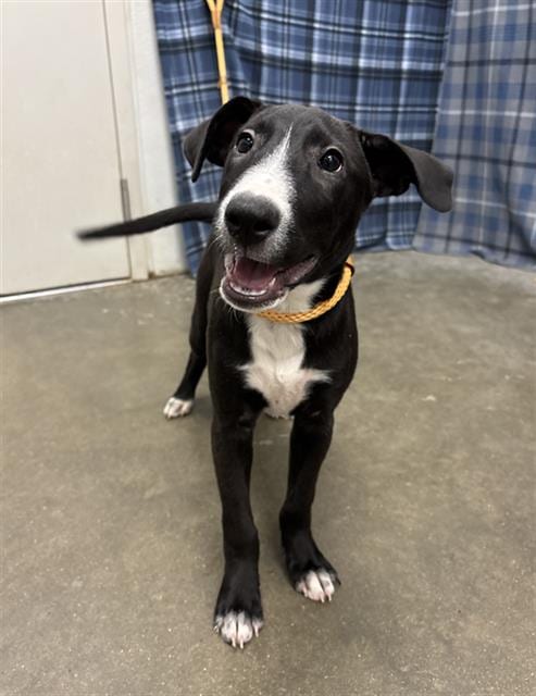 Photo of Luna, adoptable Labrador Retriever in Rosenberg, Texas