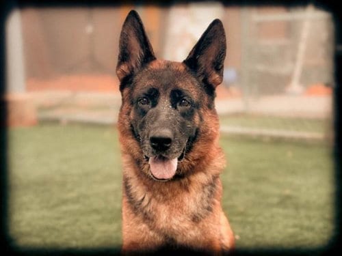 Photo of Meiko, adoptable German Shepherd Dog in San Pedro, California