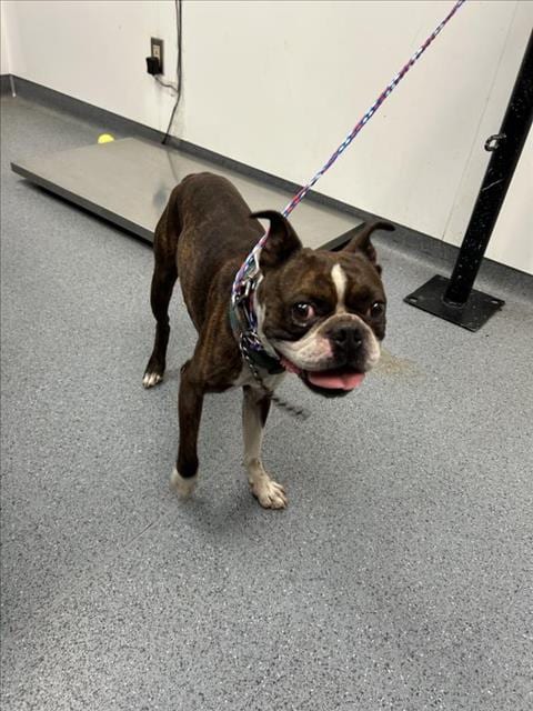 Photo of Sumo, adoptable Boston Terrier in Tulsa, Oklahoma