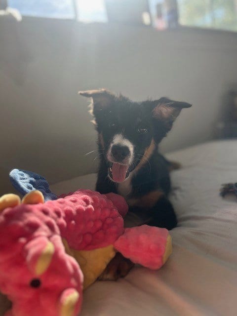 Photo of Binx, adoptable Australian Shepherd in Wheaton, Illinois