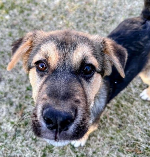 Photo of Leo, adoptable Shepherd in Cottage Grove, Minnesota