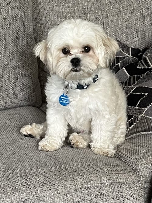 Photo of Coconut, adoptable Shih Tzu in St. Louis Park, Minnesota