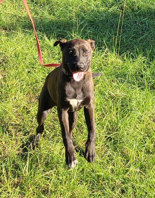 Photo of Lisette, adoptable Labrador Retriever in Sheridan, Texas