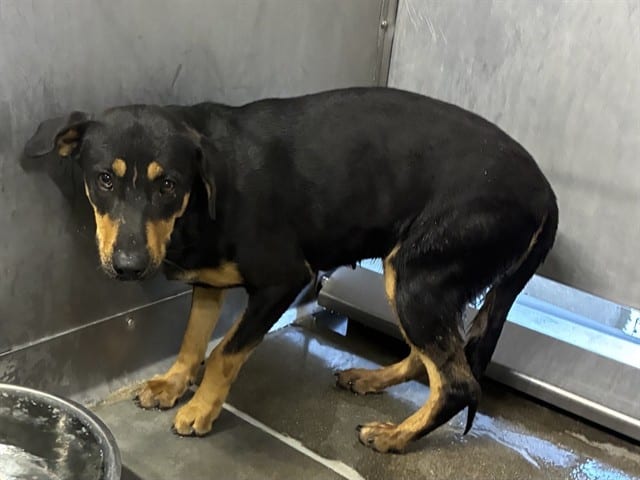 Photo of Senior Shepherd mix, adoptable Shepherd mix in Devore, California
