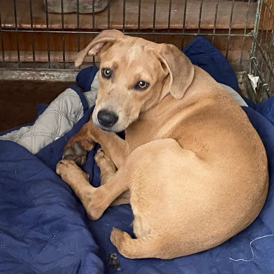 Photo of Bean, adoptable Hound in South Elgin, Illinois