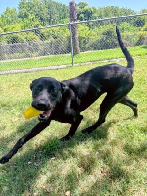 Photo of Diamond, adoptable Labrador Retriever in Texas City, Texas