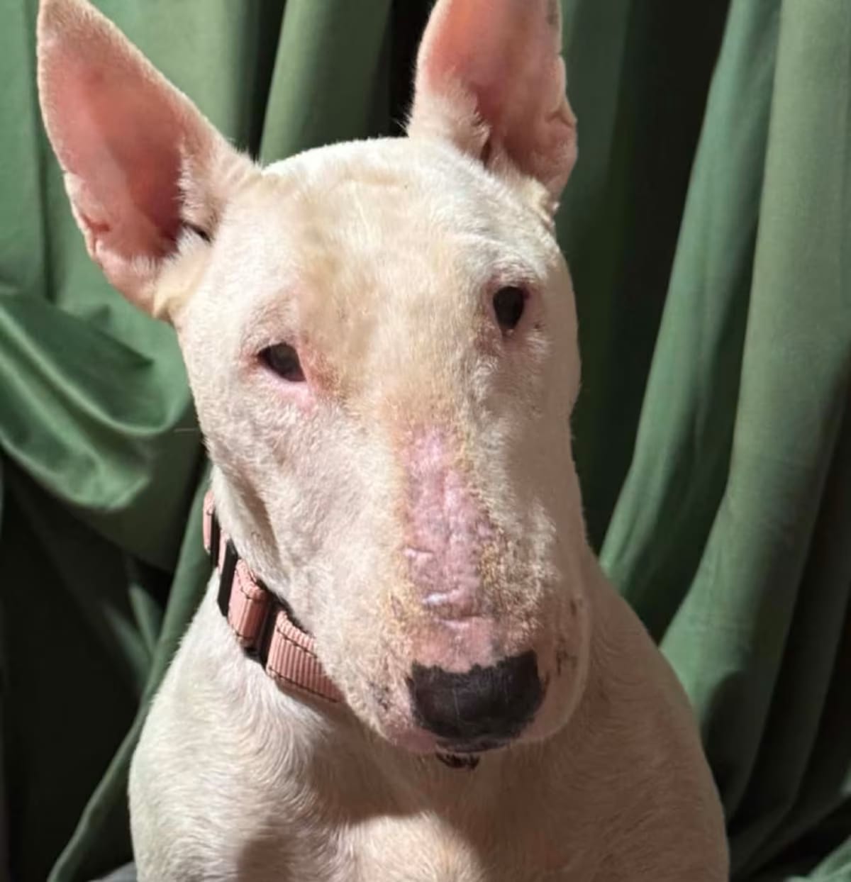 Photo of Itzy Bitzy YC, adoptable Bull Terrier in Baltimore, Maryland