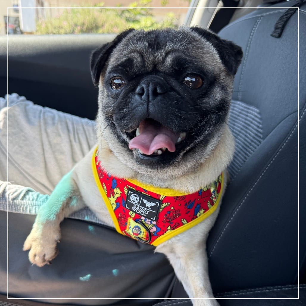 Photo of Daisy, adoptable Pug in California, California