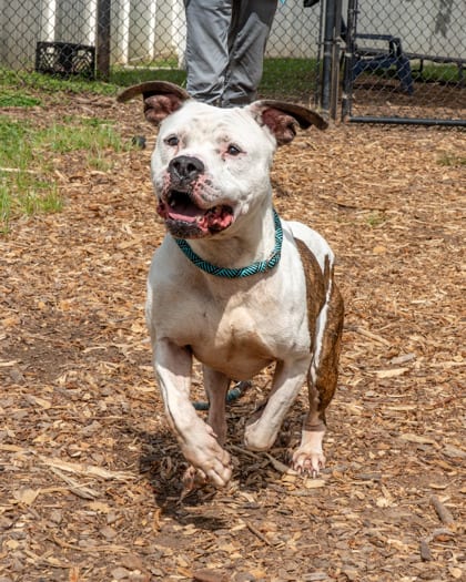 Photo of Zebra Stripe, adoptable dog in Chamblee, Georgia