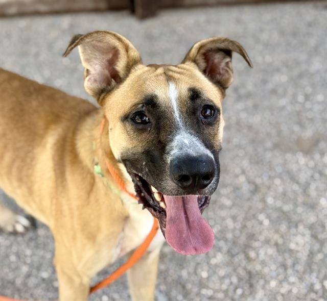 Photo of Bumper, adoptable dog