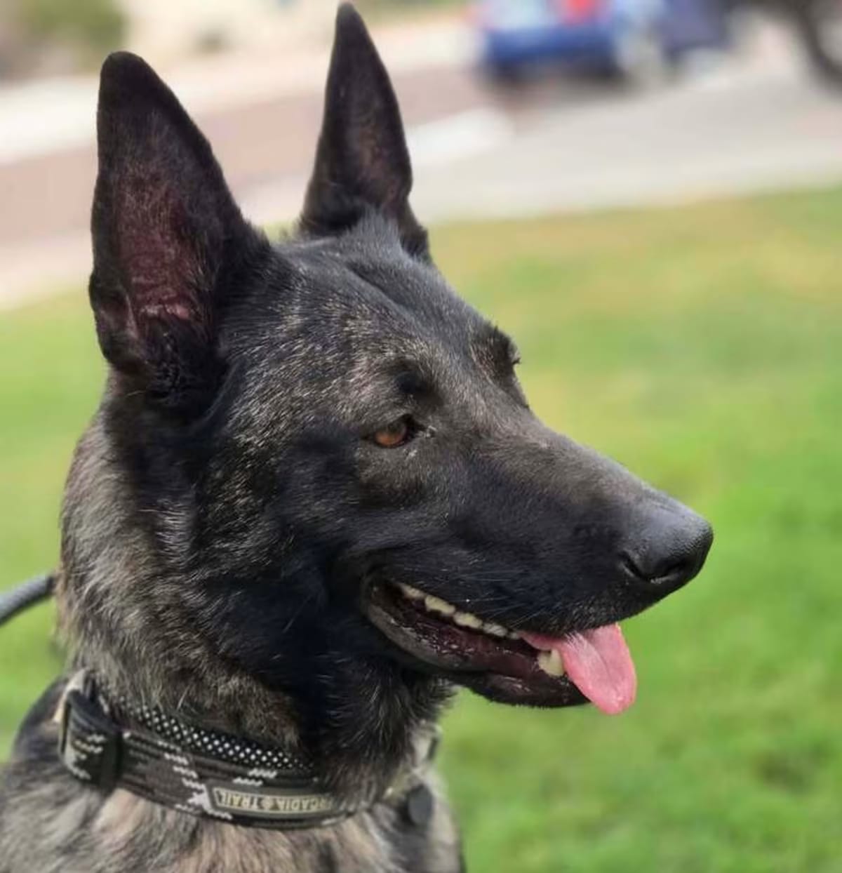 Photo of Maximus - Located in NM, adoptable Dutch Shepherd in Imlay City, Michigan