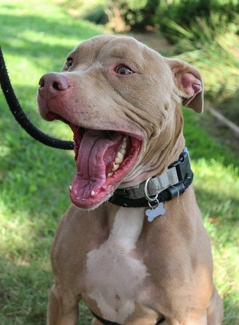 Photo of Zyla, adoptable Pit Bull Terrier in Sacramento, California