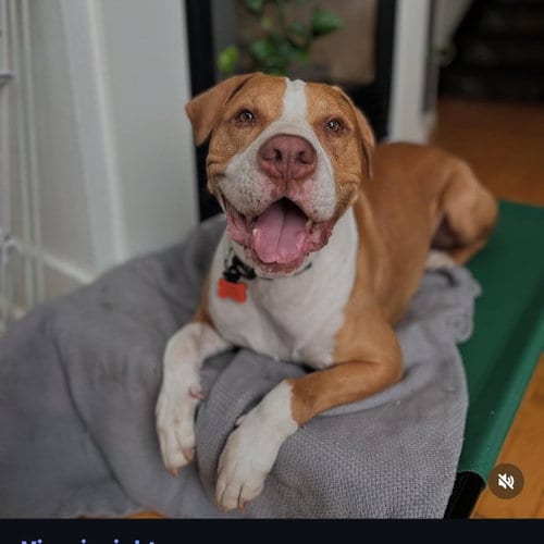 Photo of Riley, adoptable Pit Bull Terrier in Hayward, California