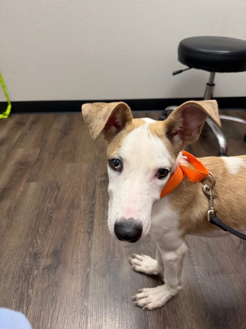 Photo of Dana, adoptable Great Dane in Bullard, Texas