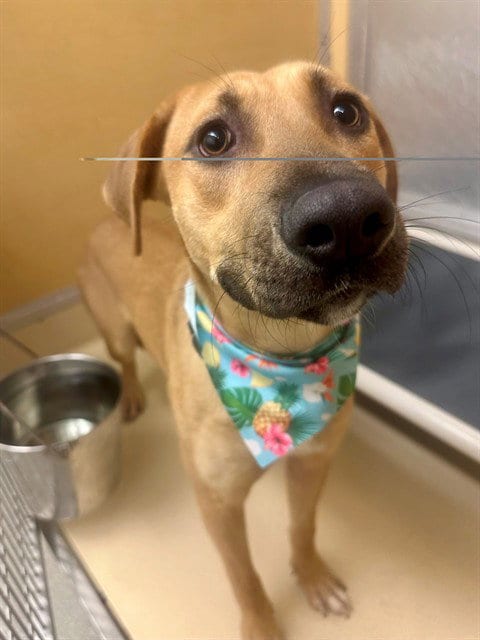 Photo of Bebe, adoptable Black Mouth Cur in Miami, Florida