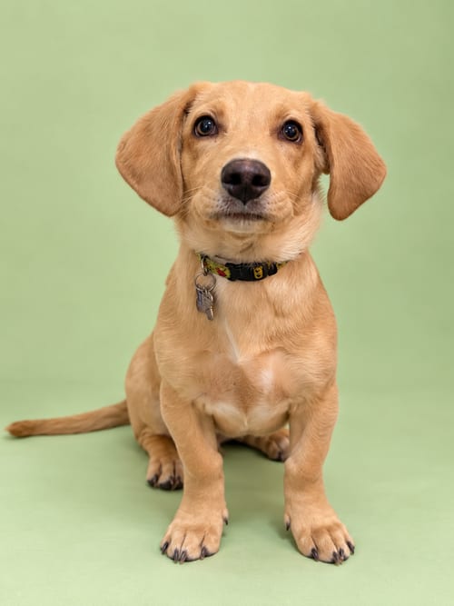 Photo of Gelato, adoptable Labrador Retriever in Romoland, California