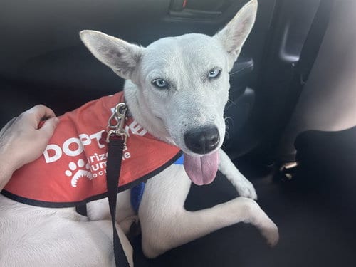 Photo of Lilly, adoptable Siberian Husky in Phoenix, Arizona