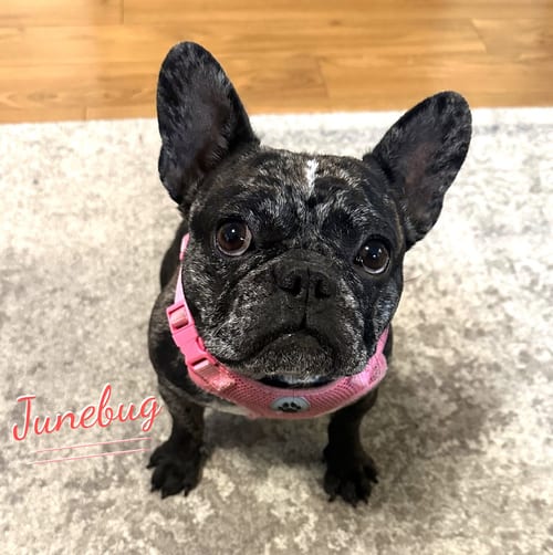 Photo of Junebug #fetches-plushies, adoptable French Bulldog in HOUSTON, Texas