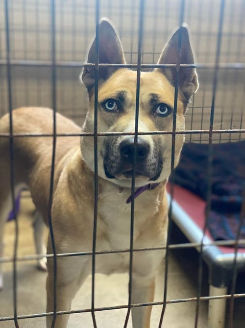 Photo of Tedi Gurl, adoptable Husky in Lewistown, Pennsylvania