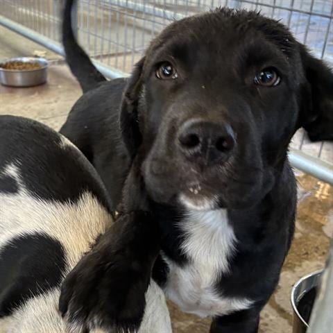 Photo of Tux, adoptable Australian Cattle Dog/Blue Heeler in Ukiah, California