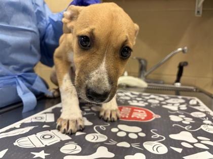 Photo of Toadette, adoptable dog in Georgetown, Texas