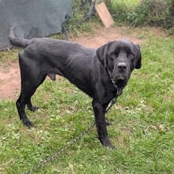 Photo of Akela, adoptable Mixed Breed (Medium) in Syracuse, New York