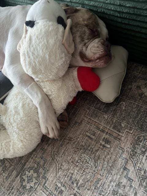 Photo of Harper, adoptable American Bulldog in Chapel Hill, North Carolina