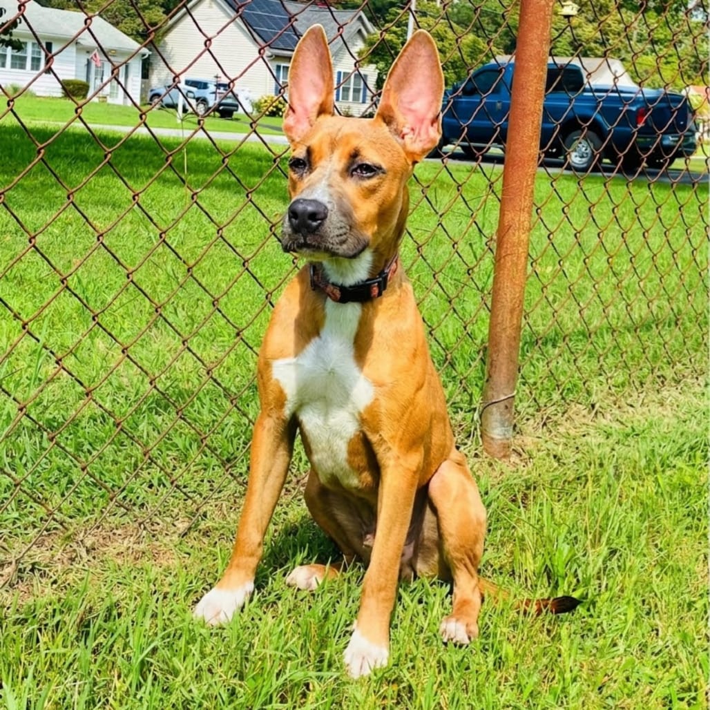 Photo of Carmela, adoptable Retriever, Labrador / Mix in Maryland, Maryland