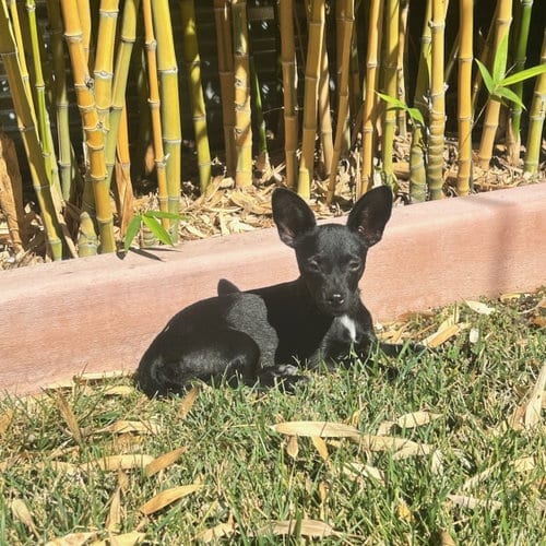 Photo of Smidge, adoptable Chihuahua in San Jose, California