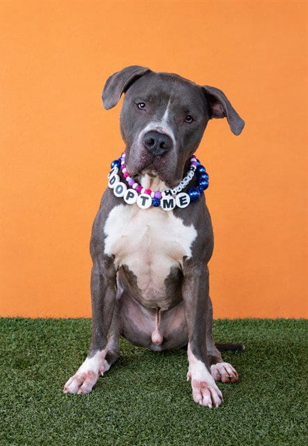 Photo of Barney, adoptable American Bulldog in Miami, Florida