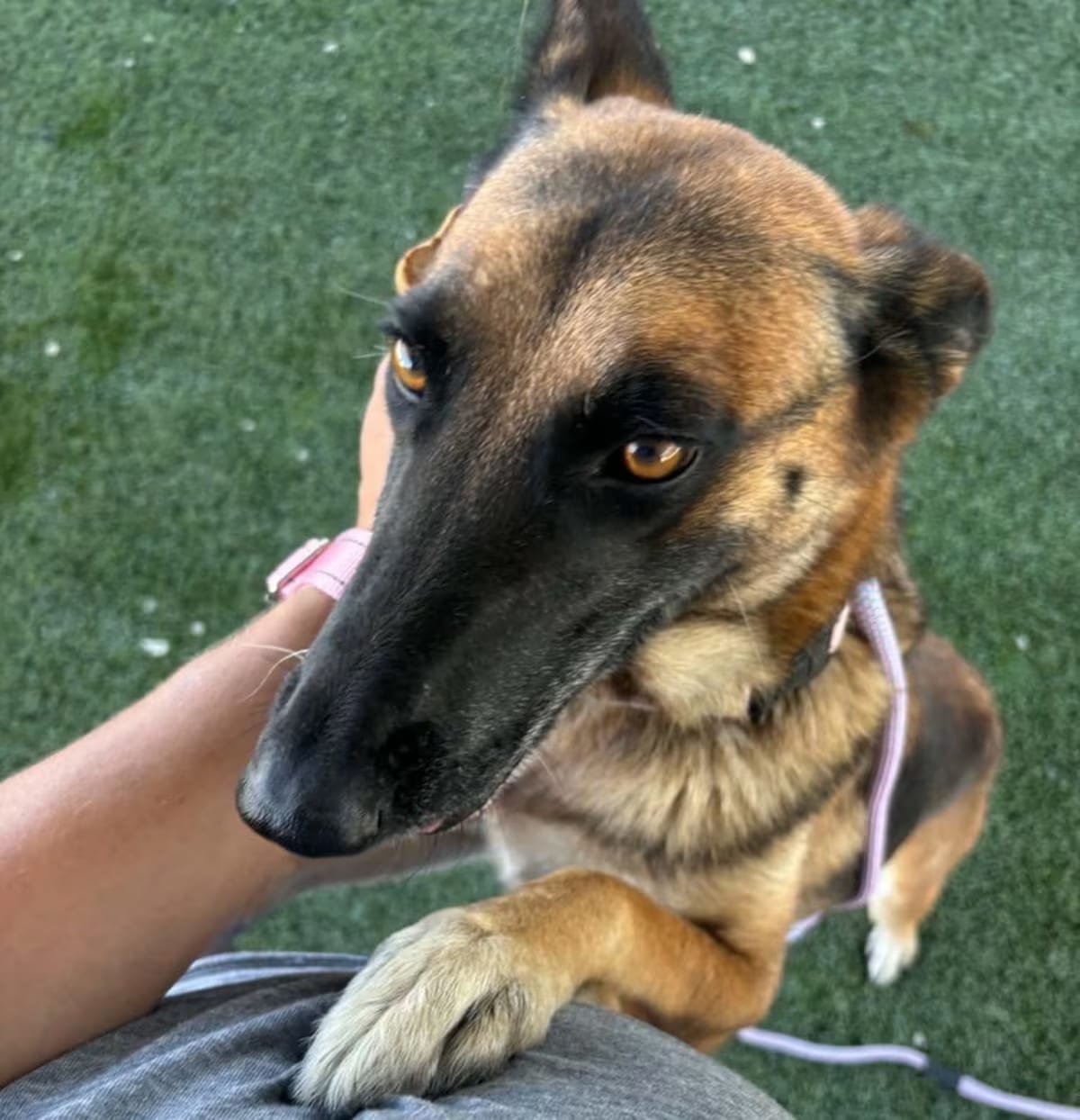Photo of Sabrina Spellman NKA Leila in California, adoptable Belgian Malinois German Shepherd Dog in Imlay City, Michigan