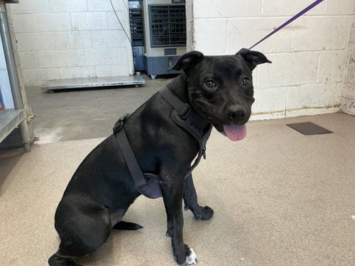 Photo of Annie, adoptable Pit Bull Terrier in San Bernardino, California