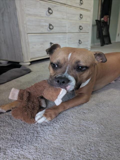 Photo of Rex, adoptable Pit Bull Terrier in Las Vegas, Nevada