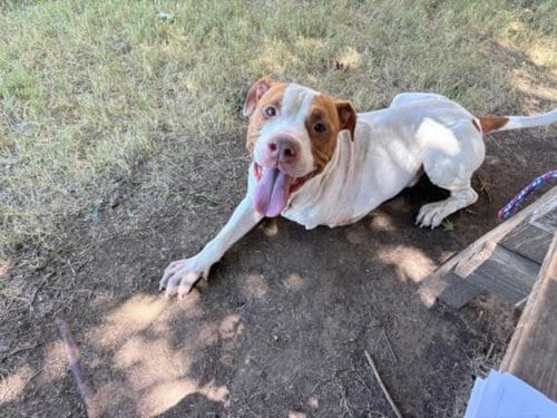 Photo of Money, adoptable Pit Bull Terrier in Tulsa, Oklahoma