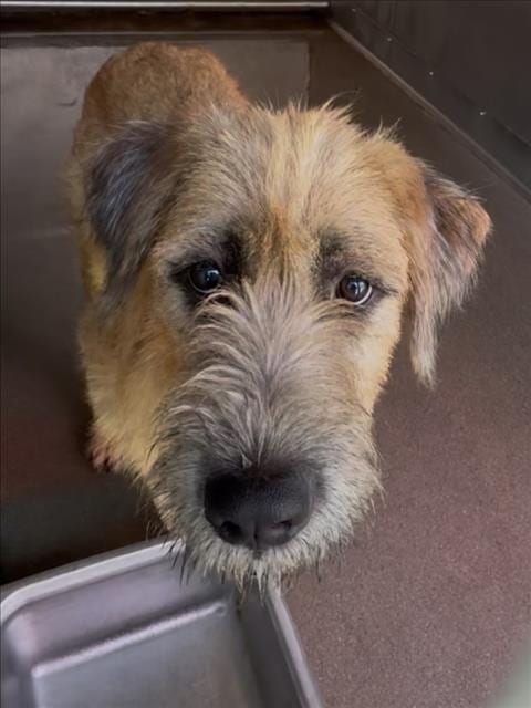 Photo of Hachi, adoptable Tibetan Terrier in San Bernardino, California