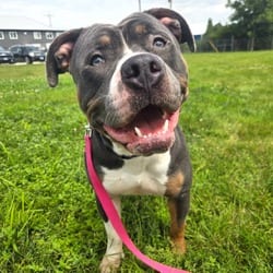 Photo of Noxx, adoptable American Pit Bull Terrier American Bulldog in Champaign, Illinois