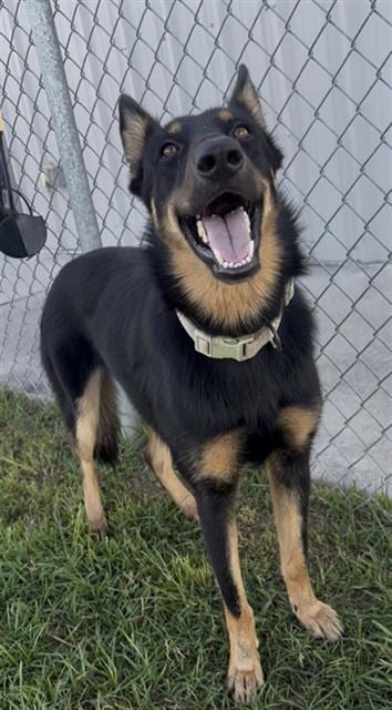 Photo of Echo, adoptable German Shepherd Dog in Rosenberg, Texas