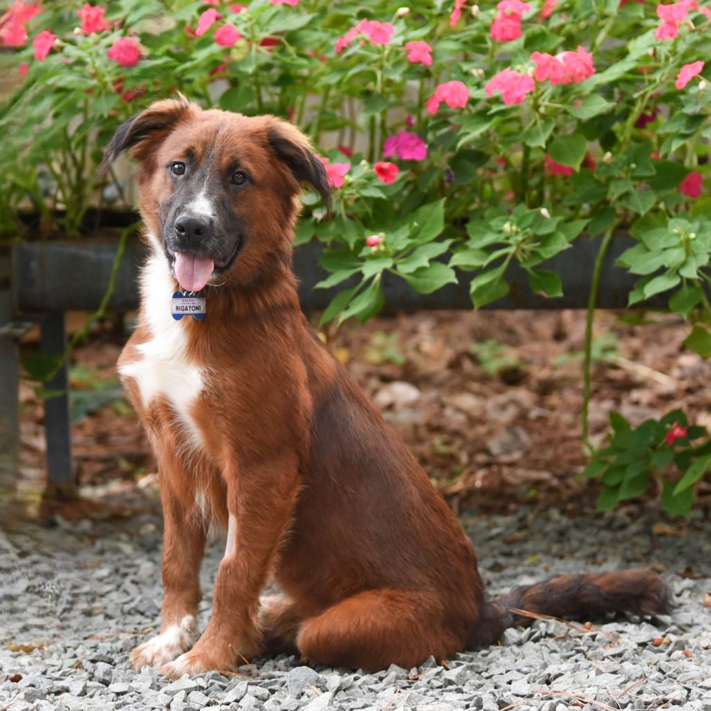 Photo of Rigatoni, adoptable Collie in Wake Forest, North Carolina