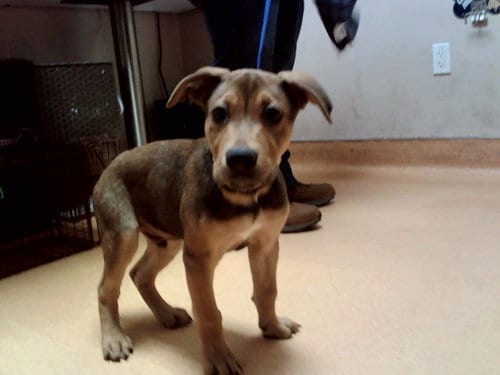 Photo of Piranha, adoptable German Shepherd Dog in Martinez, California