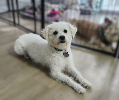 Photo of Sadie, adoptable Bichon Frise in Phoenix, Arizona
