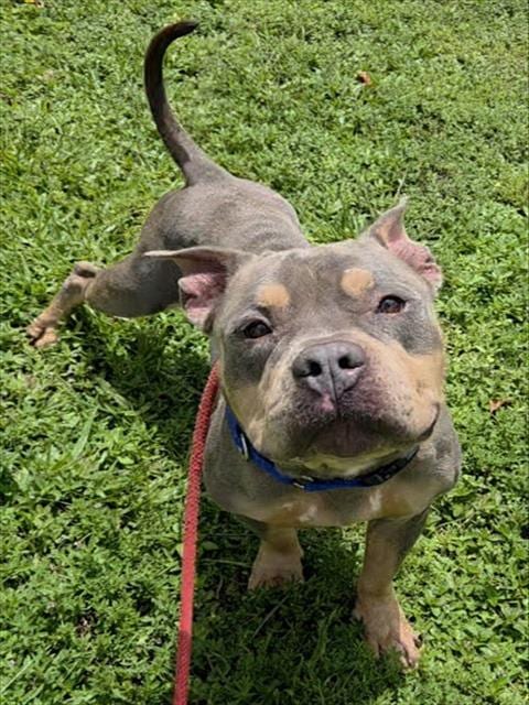 Photo of Browdy, adoptable Staffordshire Bull Terrier in Fort Lauderdale, Florida