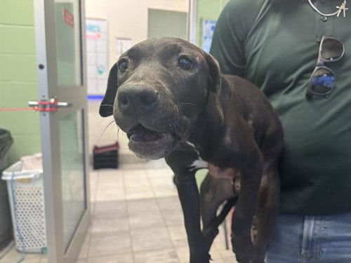 Photo of Daphne, adoptable American Pit Bull Terrier in Grand Prairie, Texas