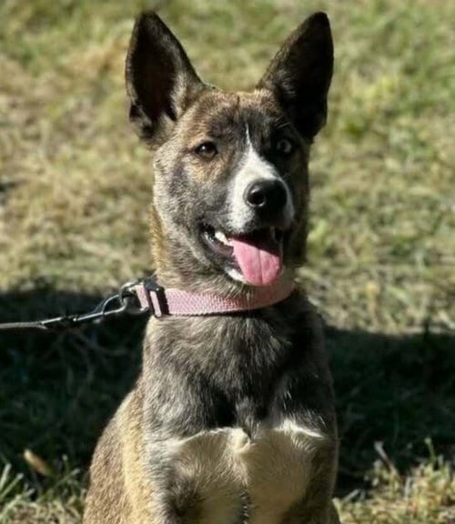 Photo of Owens : Autumn, adoptable German Shepherd Dog in Aurora, Indiana